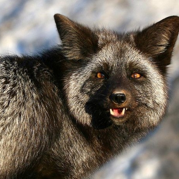 Meet your Posher, Jazmin - Picture 1 of 1